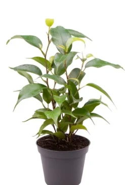 Ficus benjamina Natasja - Stekje