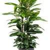 Ficus cyathistipula - Rubberboom