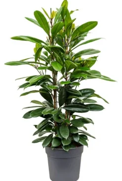 Ficus cyathistipula - Rubberboom