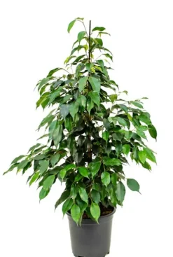Ficus danielle - Rubberboom