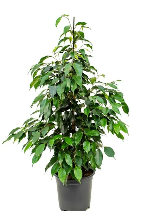 Ficus danielle - Rubberboom
