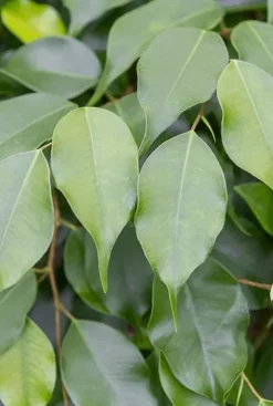 Ficus danielle - Rubberboom