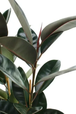 Ficus Elastica Abidjan - Rubberplant
