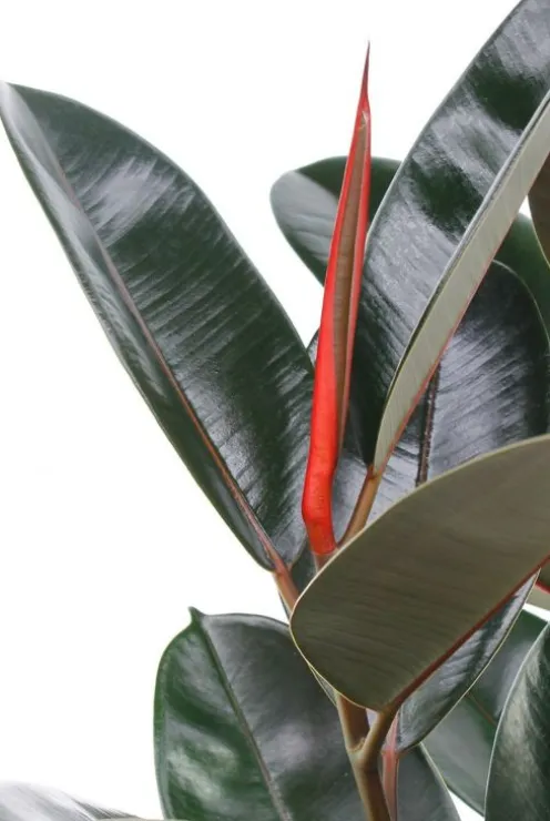 Ficus Elastica Abidjan - Rubberplant