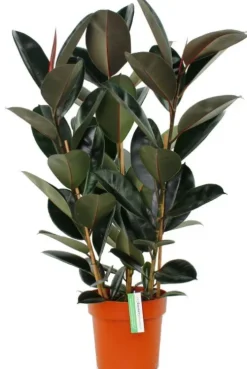 Ficus Elastica Abidjan - Rubberplant