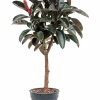 Ficus elastica 'Abidjan' - Rubberboom
