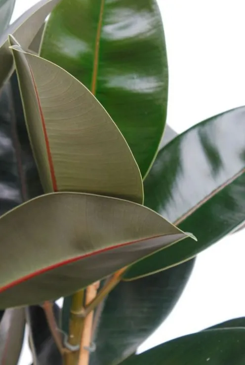 Ficus elastica abidjan - Rubberplant