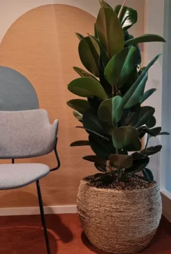 Ficus elastica abidjan - Rubberplant