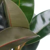 Ficus elastica abidjan - Rubberplant