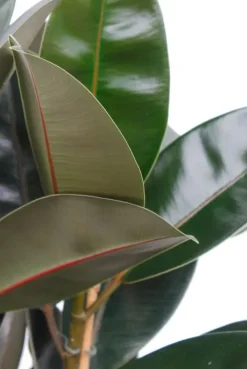 Ficus elastica abidjan - Rubberplant