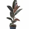 Ficus Elastica Belize - Bonte Rubberboom