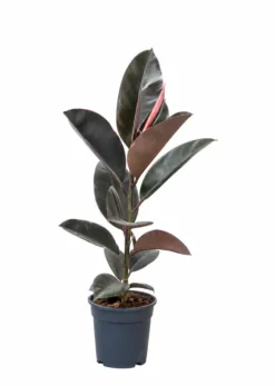 Ficus Elastica Belize - Bonte Rubberboom