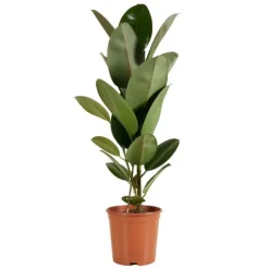 Ficus elastica 'Robusta' - Rubberplant