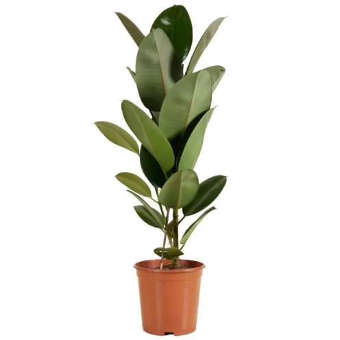 Ficus elastica 'Robusta' - Rubberplant