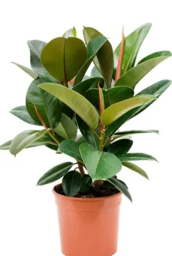 Ficus elastica 'Robusta' - Rubberplant