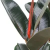Ficus elastica Robusta - Rubberplant