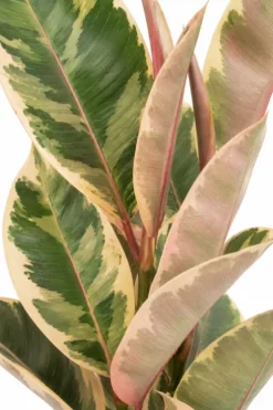 Ficus Elastica Tineke - Bonte Rubberboom