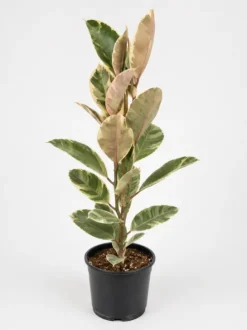 Ficus Elastica Tineke - Bonte Rubberboom
