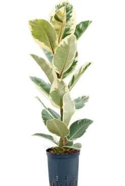 Ficus elastica 'Tineke' - Rubberboom