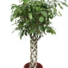 Ficus Exotica