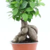 Ficus Ginseng Bonsai - Rubberboom
