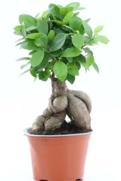 Ficus Ginseng Bonsai - Rubberboom