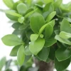Ficus Ginseng Bonsai - Rubberboom