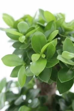 Ficus Ginseng Bonsai - Rubberboom