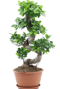 Ficus Ginseng Bonsai - Rubberboom