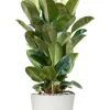 Ficus in Elho pot - Rubberboom