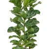 Ficus lyrata bambino - Tabaksplant