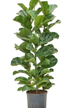 Ficus lyrata bambino - Tabaksplant