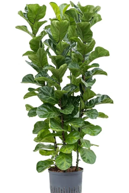 Ficus lyrata bambino - Tabaksplant
