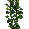 Ficus lyrata bambino - Tabaksplant