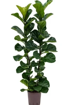 Ficus lyrata bambino - Tabaksplant