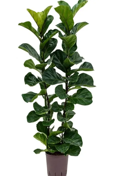 Ficus lyrata bambino - Tabaksplant