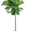 Ficus lyrata - Rubberboom