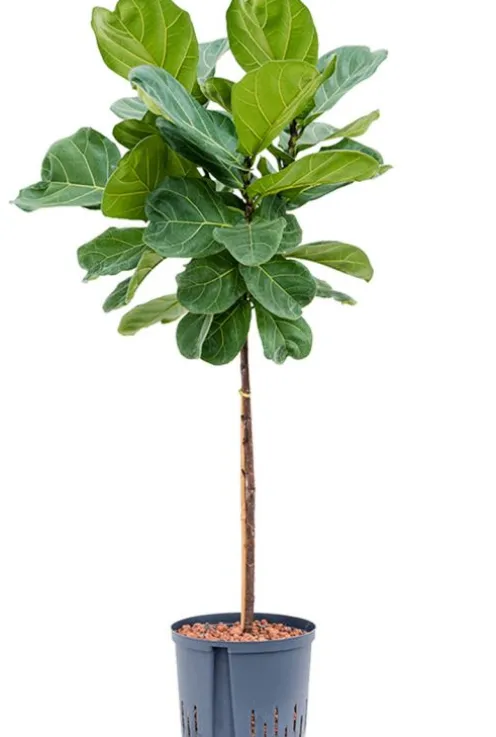Ficus lyrata - Rubberboom