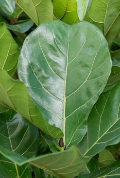 Ficus lyrata - Rubberboom