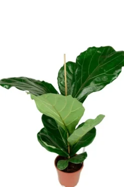 Ficus lyrata - Tabaksplant