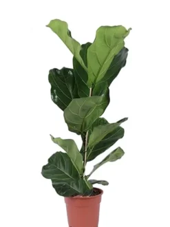 Ficus lyrata - Tabaksplant