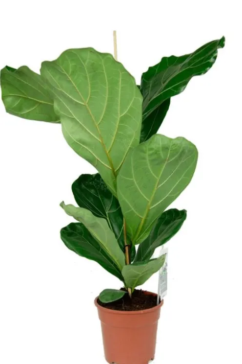 Ficus lyrata - Tabaksplant