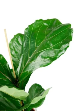 Ficus lyrata - Tabaksplant