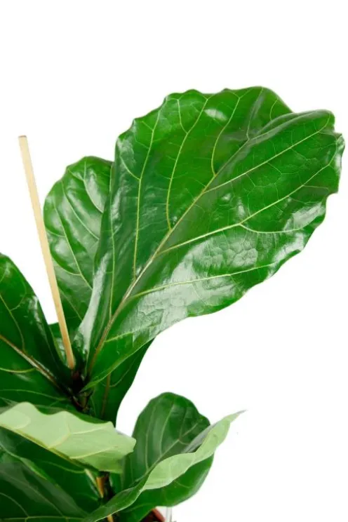 Ficus lyrata - Tabaksplant