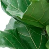 Ficus lyrata - Tabaksplant