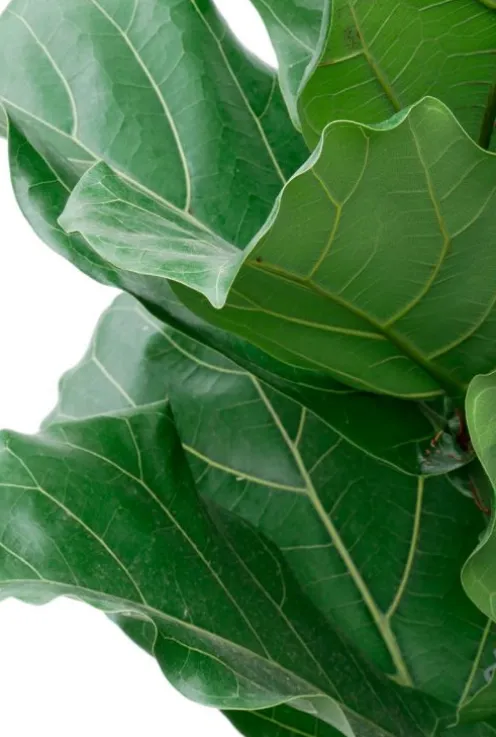 Ficus lyrata - Tabaksplant
