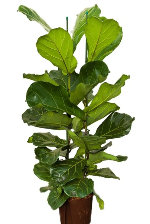 Ficus lyrata - Tabaksplant