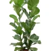 Ficus lyrata - Tabaksplant