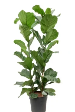 Ficus lyrata - Tabaksplant