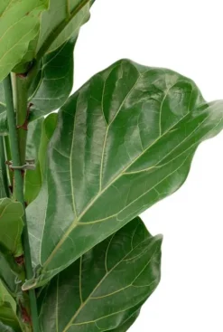 Ficus lyrata - Tabaksplant